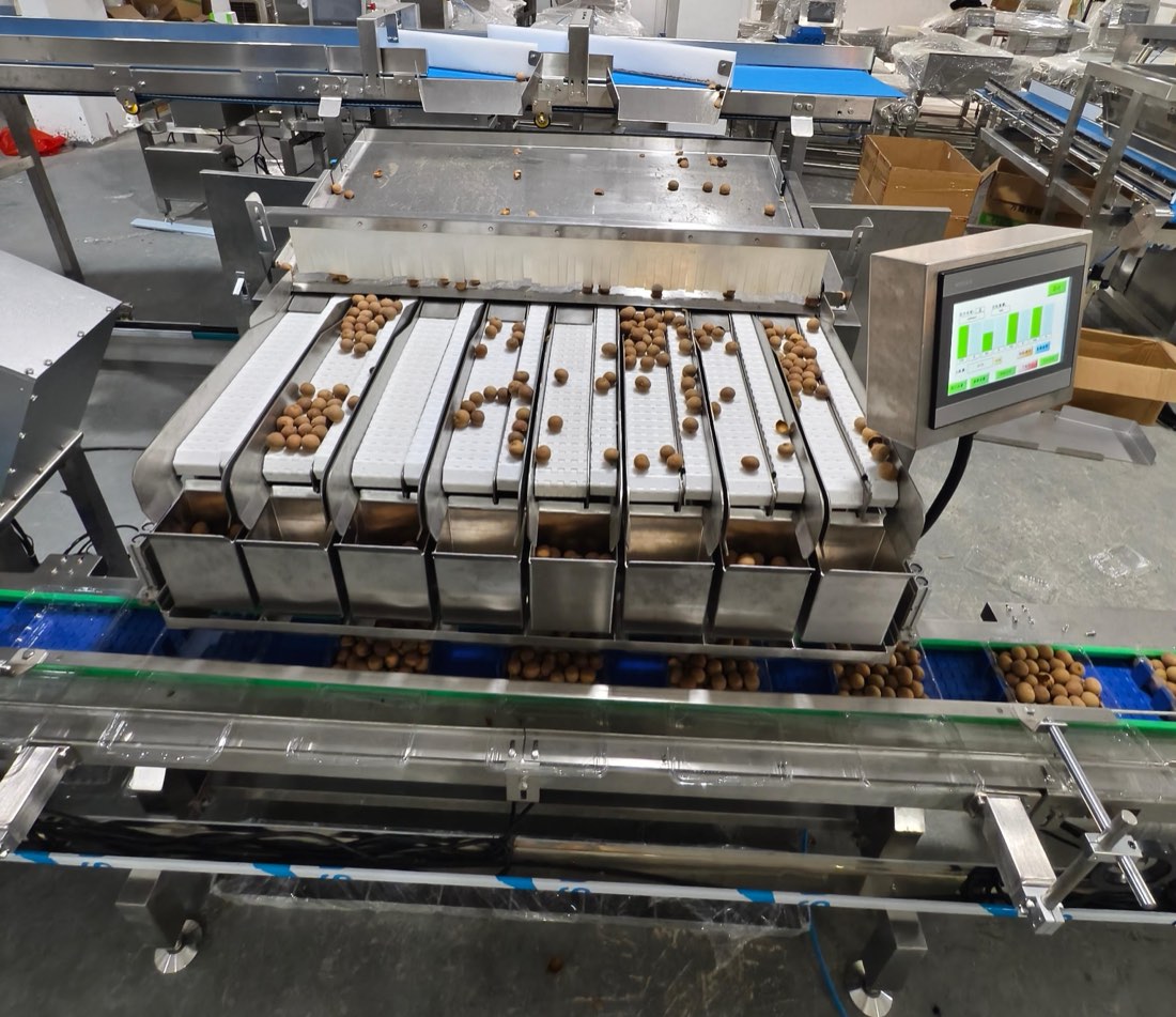 8-head linear weigher punnet packing machine under test before shipment