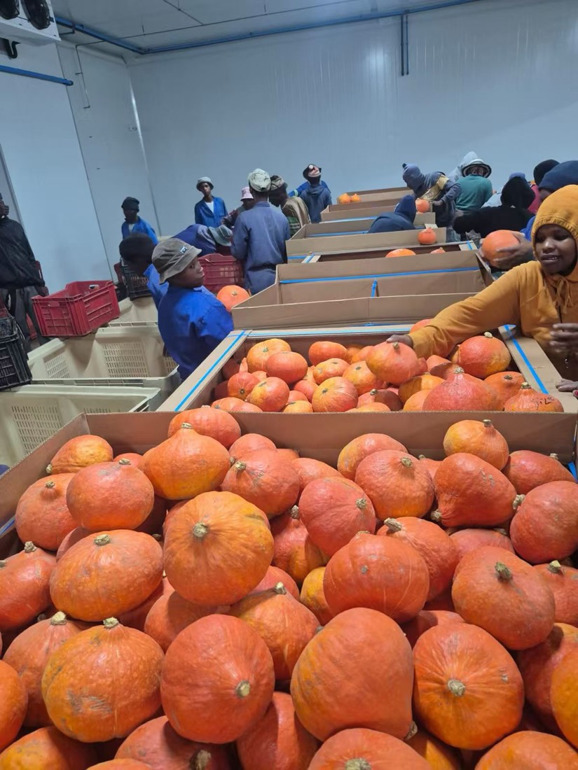 Pumpkins lined up for weight grading