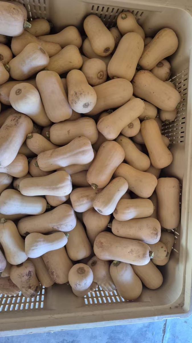 Squash varieties handled by the sorting machine