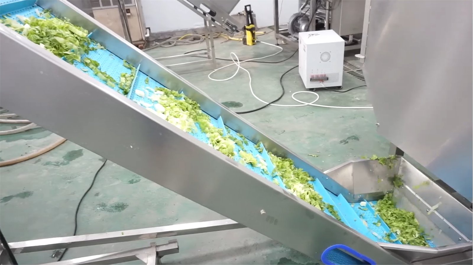 Inclined elevator lifting cut salad leaves into the washing section